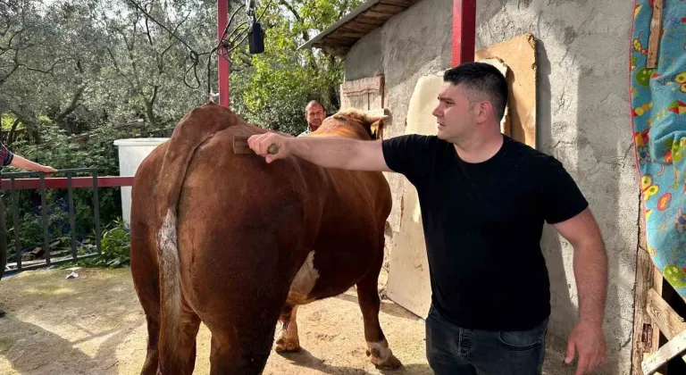 1 tonluk dana, araba fiyatlarıyla yarışıyor