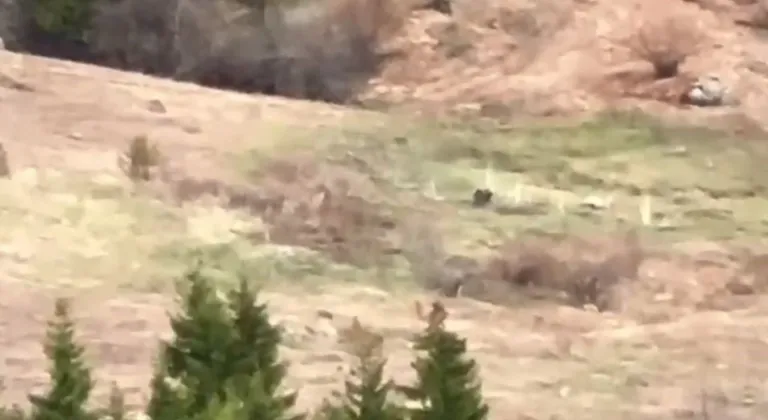 Ayıyı çaya davet ettiler