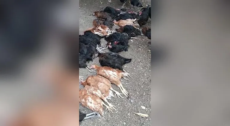 Başıboş sokak köpekleri 70 tavuğu telef etti