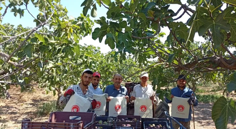 Bursa'da coğrafi işaretli siyah incir toplayan işçilere "Aile Yılı"nın önemi anlatıldı
