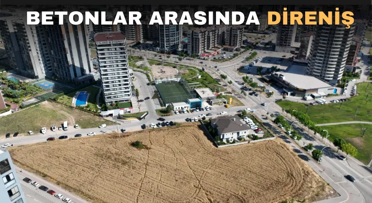 Bursa'da gökdelenlerin gölgesinde direnen buğday tarlası