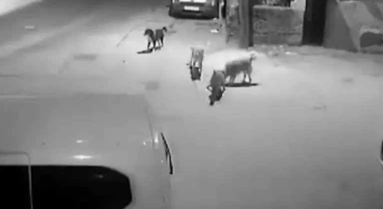 Bursa'da köpekler böyle saldırdı