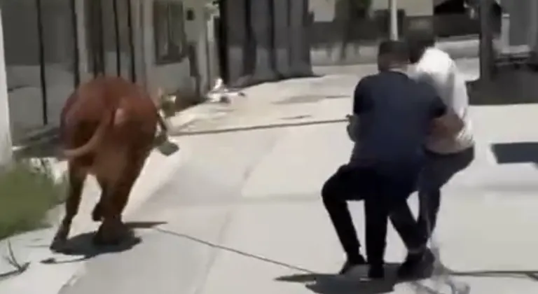 Bursa’da kurbanlık dana ipi kopardı