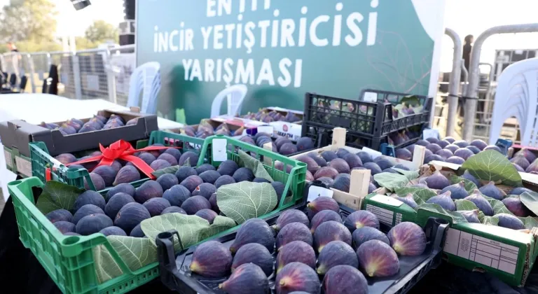 Bursa'da incir festivali heyecanı yaşanacak
