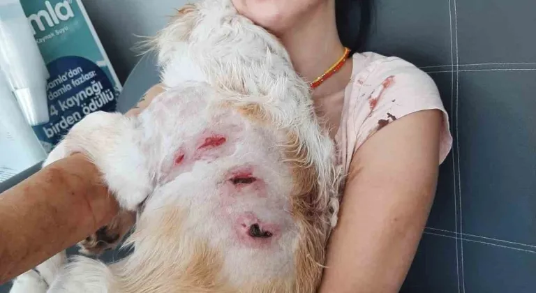 Bursa'da kangal dehşet saçtı