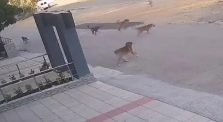 Bursa’da köpek saldırısından son anda kurtuldular!  O anlar kamerada