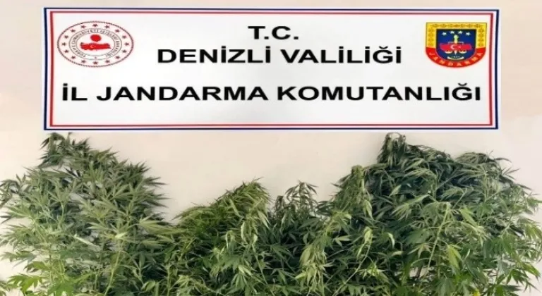 Denizli'de 24 kök kenevir, 2,5 kilo esrar ele geçirildi