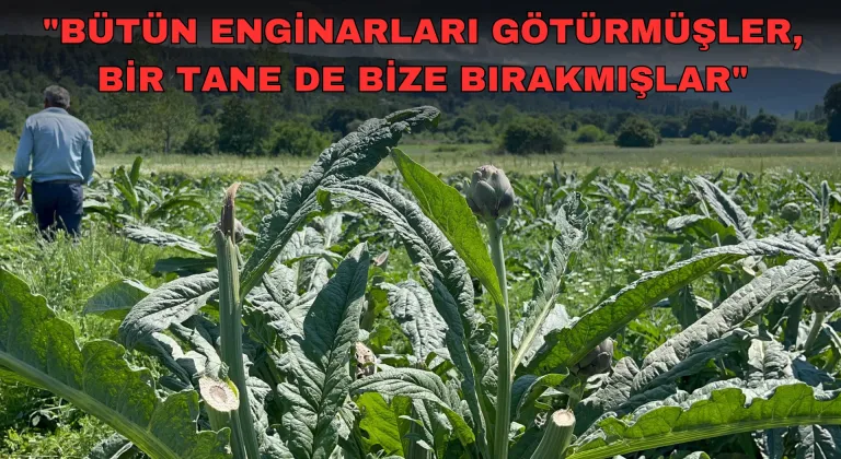 Bir yılda yetiştirdiği enginarları, bir gecede hırsızlar hasat etti