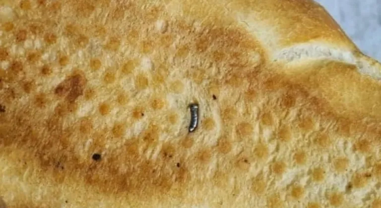 Ekmeğin içinden çıkan şoke etti