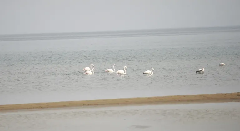 Flamingolar İznik Gölü'nde mola verdi