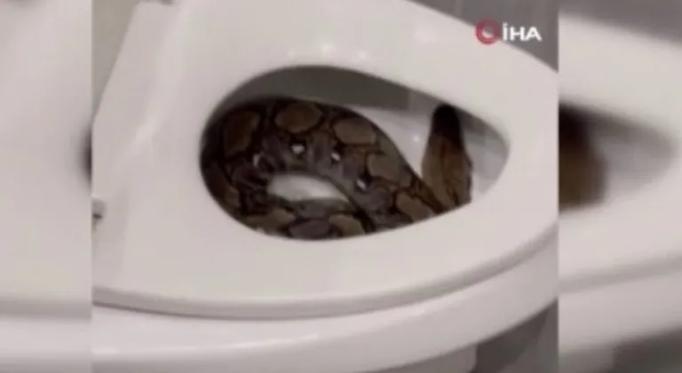Gecenin kabusu piton oldu!