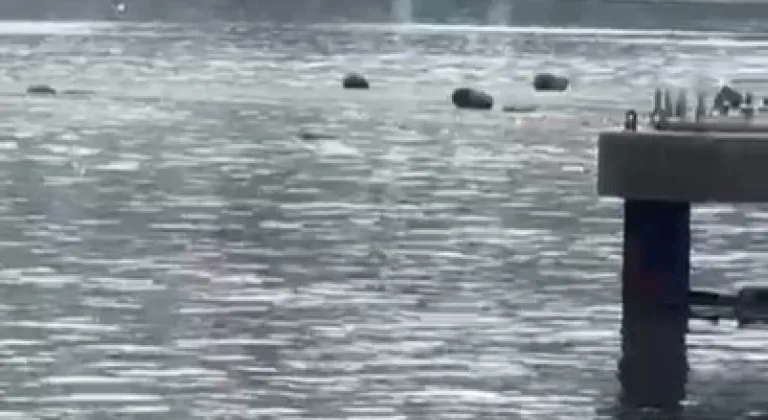Yağmurla gelen kirlilik: Gemlik Körfezi alarm veriyor