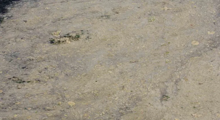 Gemlik Sahilleri’nde tehlikeli görüntü...Müsilaj balık yumurtalarını öldürüyor