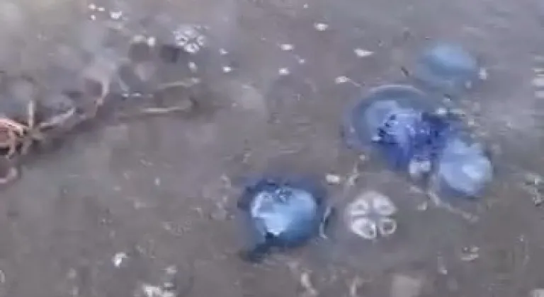 Gemlik'te denizanası istilası!
