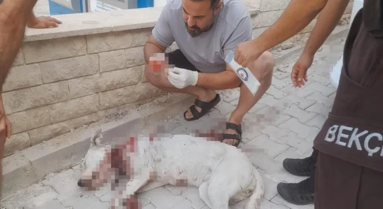 Hamile köpeği tüfekle vuran cani tutuklandı
