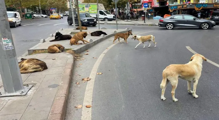 İstanbul Valiliği sokak hayvanlarının toplatılacağını duyurdu