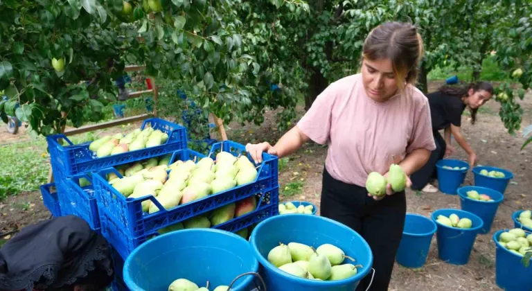 İtalyanlardan öğrenen Bursalı çiftçiler İtalyanları geride bıraktı
