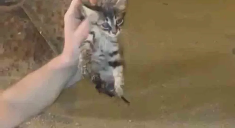 Kanalizasyonda mahsur kalan kedi böyle kurtarıldı