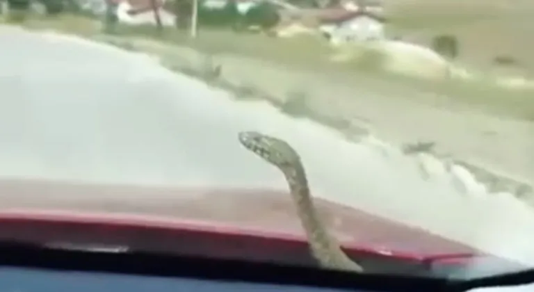 Kaputtan yılan çıktı, sosyal medya sallandı!