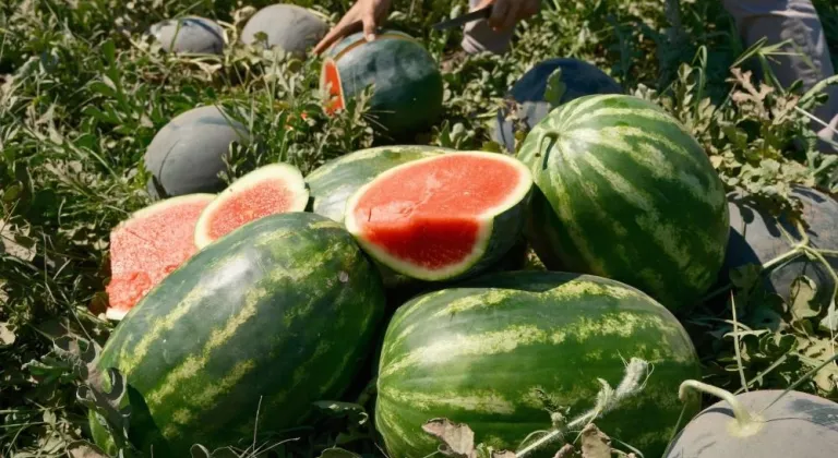 Karpuzun kilosu 70 kuruştan 30 kuruşa kadar düştü!