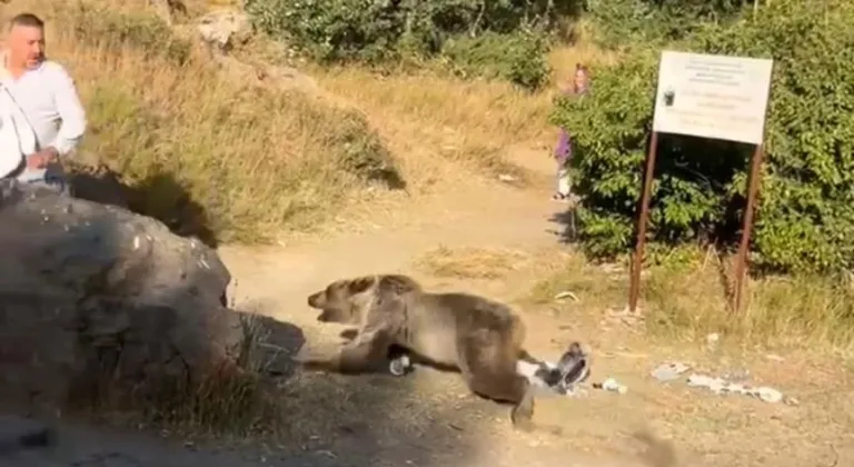 Kucağında bebekle ayı saldırısına uğradı