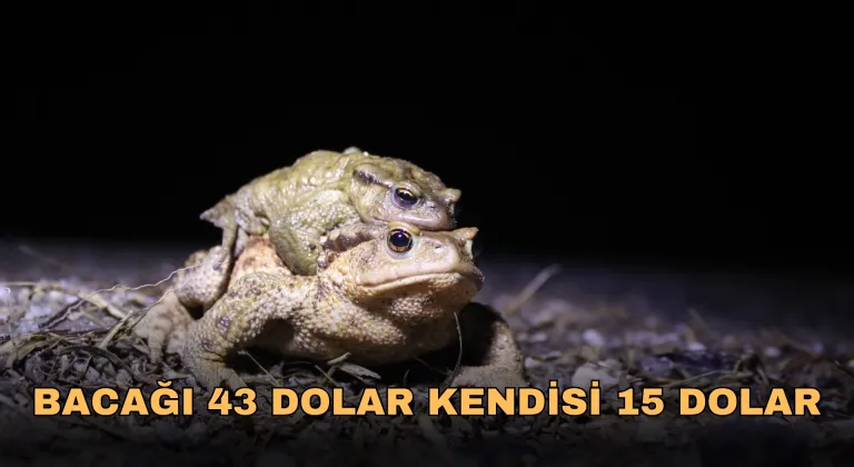 Kurbağa ticaretinde inanılmaz rakam!