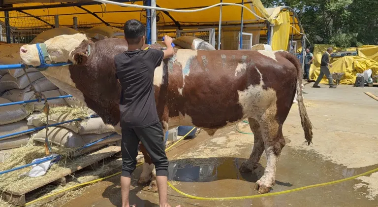 Kurban pazarının şampiyonu dana, 420 bin liraya satıldı