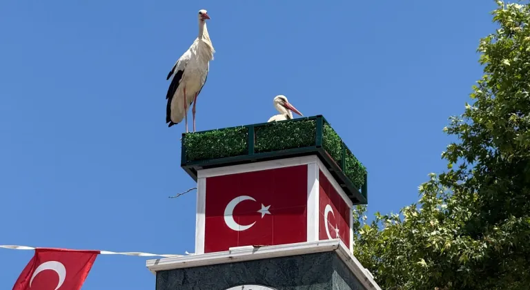 Leylekler geri döndü! İznik’te doğa kazandı