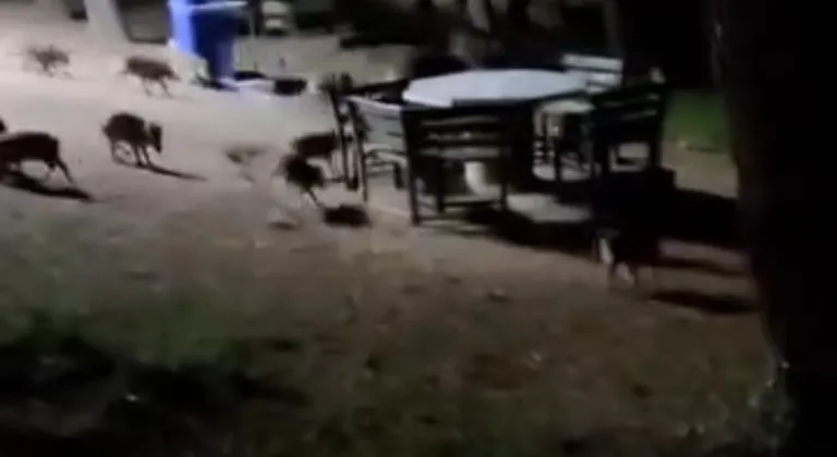 Bursa'da panik anları! Domuz sürüsü piknik alanına indi