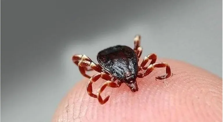 Sağlık Bakanlığı’ndan ‘Kene’ uyarısı!