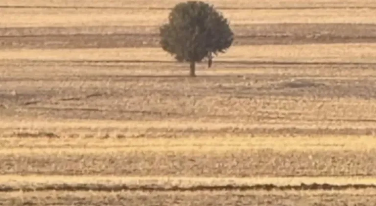 Şırnak'ta bir kişi ağaca asılı halde bulundu!