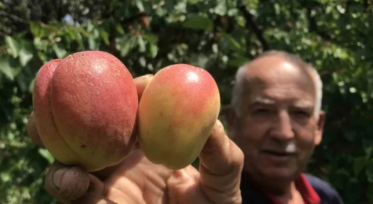Altın gibi kayısı: Kilosu 1000 TL’yi aştı!
