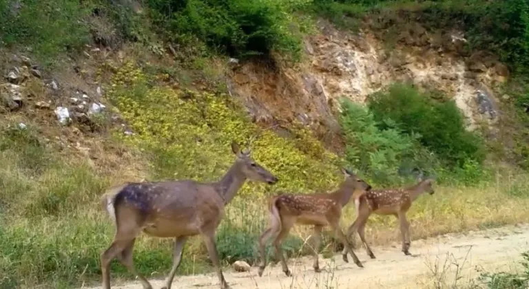 Uludağ'da Kızıl geyik ailesi görüntülendi