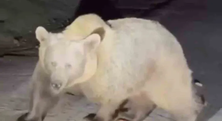 Uludağ’da ayıları görmek isteyen vatandaşlardan tehlikeli hareketler