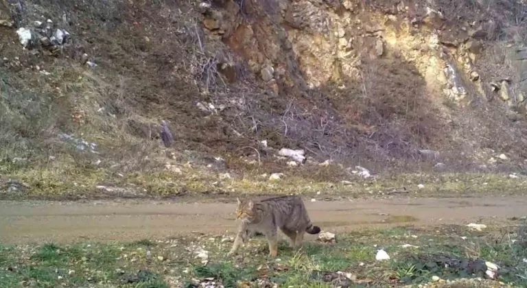 Uludağ’da yaban kedisi fotokapana takıldı
