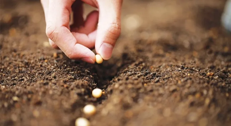 Üretim dengesi sarsıldı: Tohum artarken meyve fidanı geriledi!