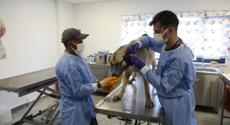 Uyuz tanısı konulan 50 köpek tedavi altına alındı