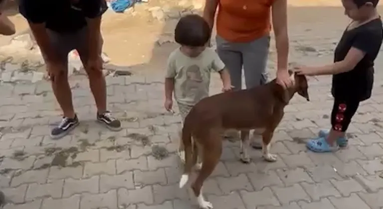 Yangından kurtarılan ’Bıdık’ Emekli Hayvanlar Çiftliği’ne sığındı