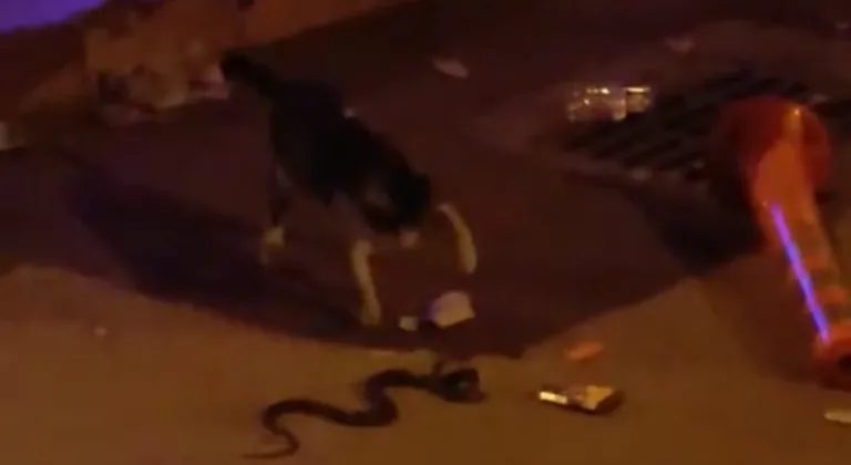 Yılan ile kedinin kavgası kamerada