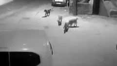 Bursa'da köpekler böyle saldırdı