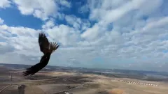 Şahin dron ile dans etti