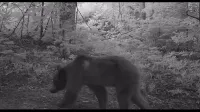 Video Resmi