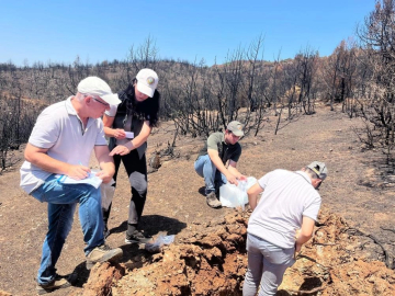 Bursa'da ormanlar küllerinden doğuyor