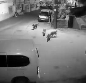 Bursa'da köpekler böyle saldırdı