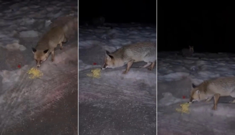 Tilkiyi elleriyle verdiği cips ile besledi