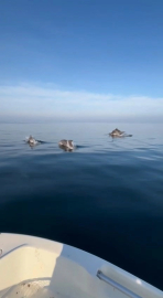 Bursa'da yunus şov!