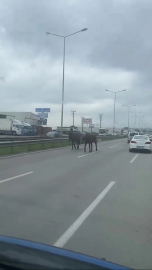 Bursa trafiğinde ters şeritten gelene bakın