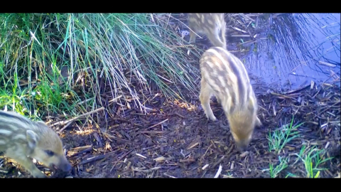Minik domuzlar fotokapana takıldı