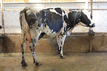 Büyükbaş hayvan sayısında artış