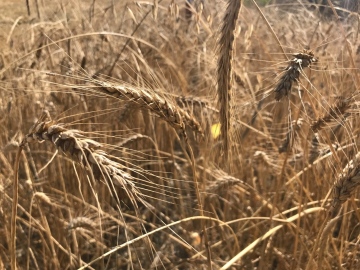 Tahılda büyük tehlike